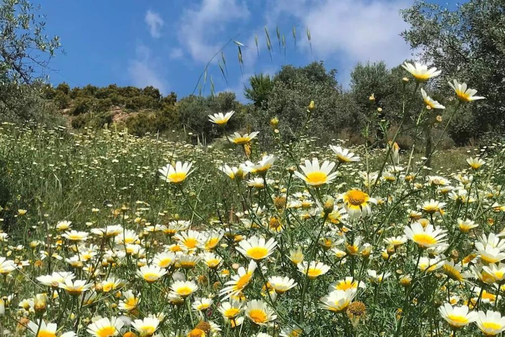Penthouse Apartment, Cortijo Fruitful Hills มาลากา ภายนอก รูปภาพ